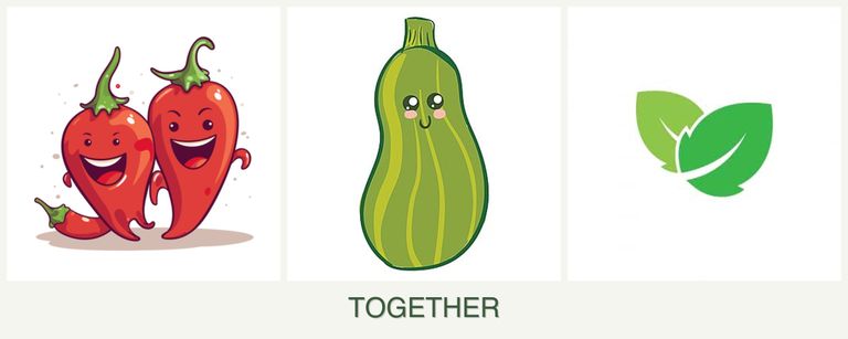 Can you plant peppers, zucchini and mint together?