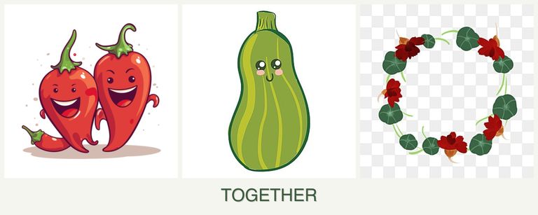 Can you plant peppers, zucchini and nasturtiums together?