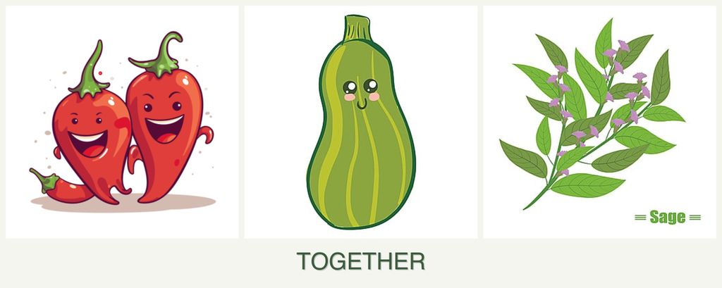 Can you plant peppers, zucchini and sage together?