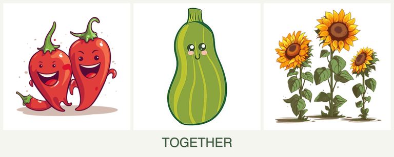 Can you plant peppers, zucchini and sunflowers together?
