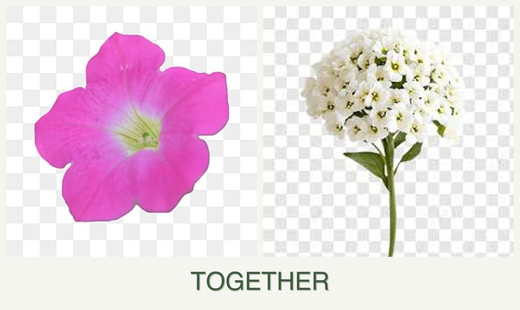 Can you plant petunias and alyssum together?
