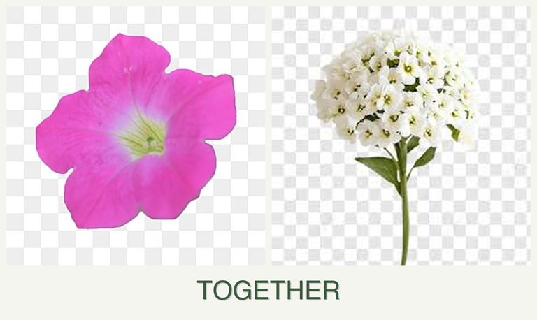 Can you plant petunias and alyssum together?