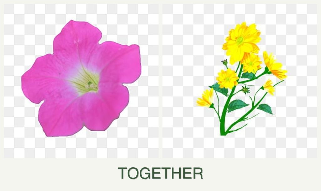 Can you plant petunias and calendula together?