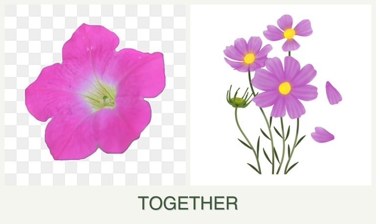 Can you plant petunias and cosmos together?