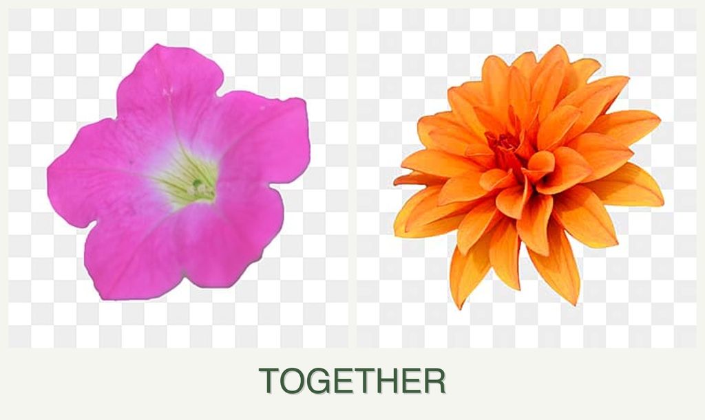 Can you plant petunias and dahlias together?