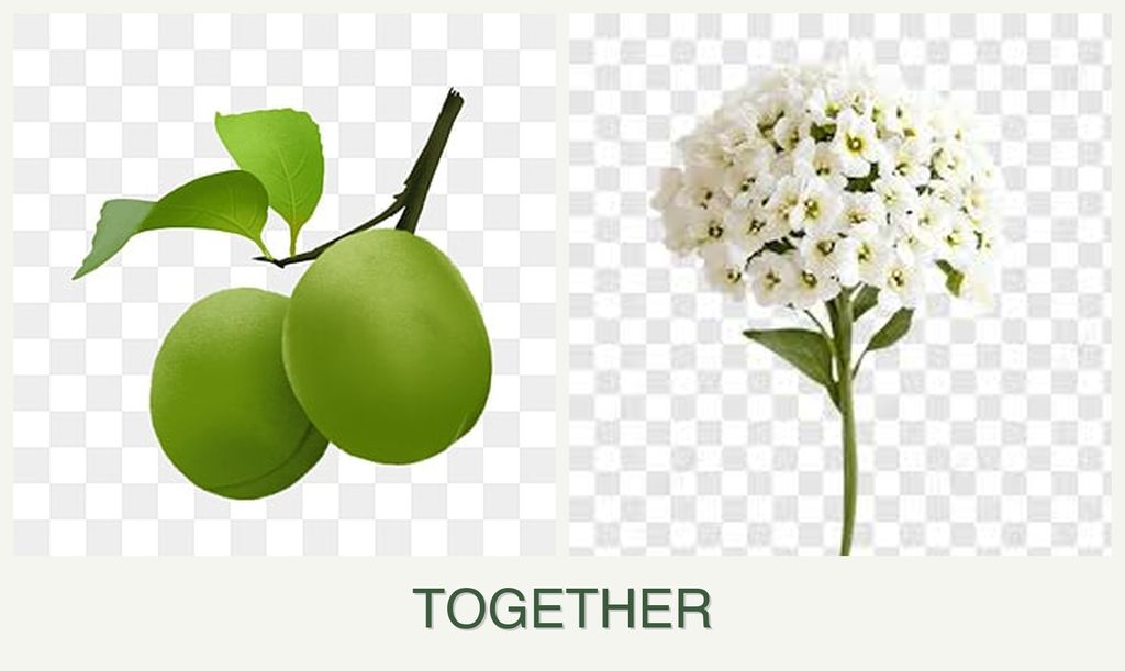 Can you plant plums and alyssum together?
