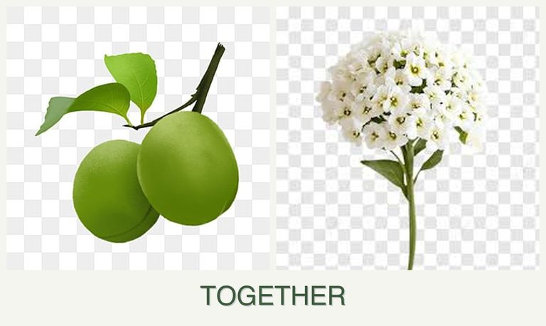 Can you plant plums and alyssum together?