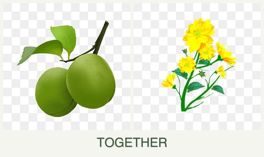 Can you plant plums and calendula together?