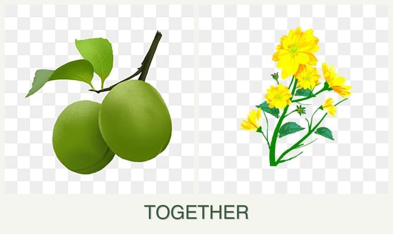 Can you plant plums and calendula together?