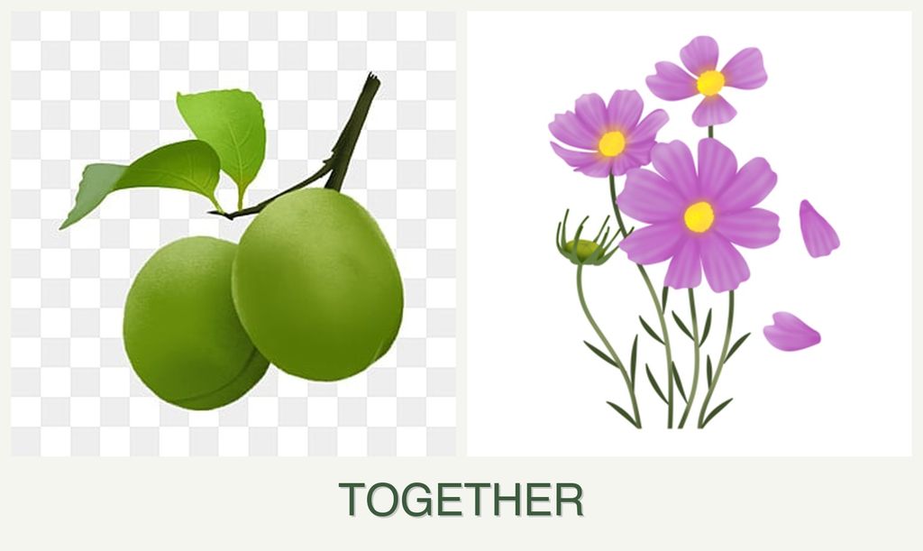 Can you plant plums and cosmos together?
