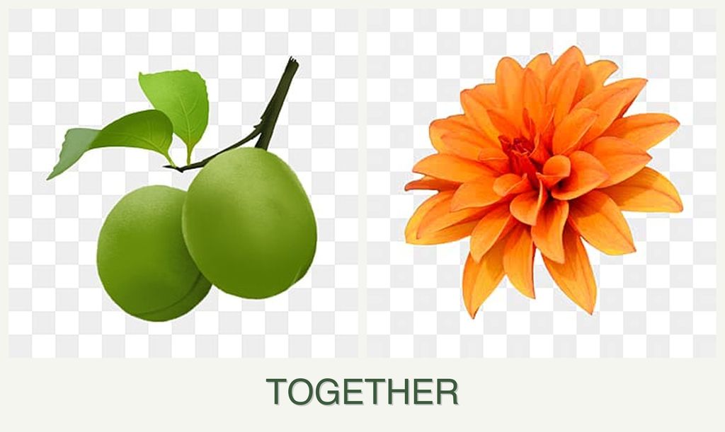 Can you plant plums and dahlias together?