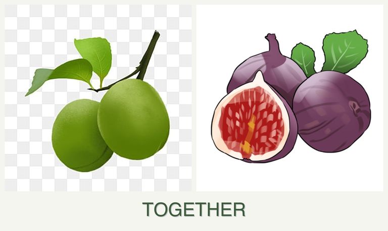 Can you plant plums and figs together?