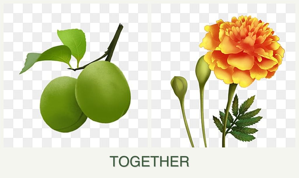 Can you plant plums and marigolds together?