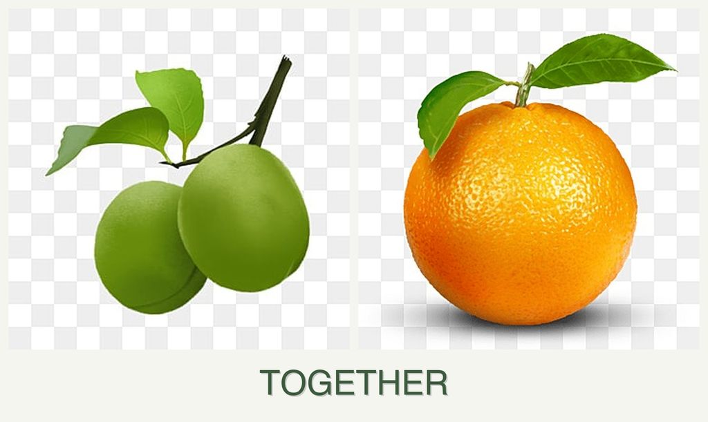 Can you plant plums and oranges together?