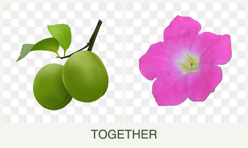 Can you plant plums and petunias together?