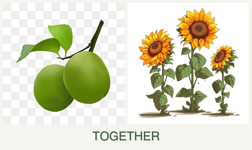 Can you plant plums and sunflowers together?