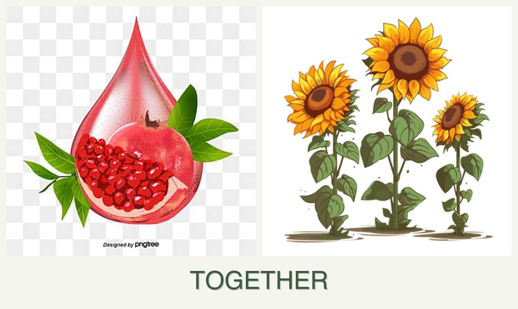 Can you plant pomegranates and sunflowers together?