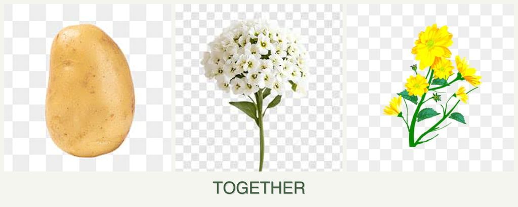 Can you plant potatoes, alyssum and calendula together?