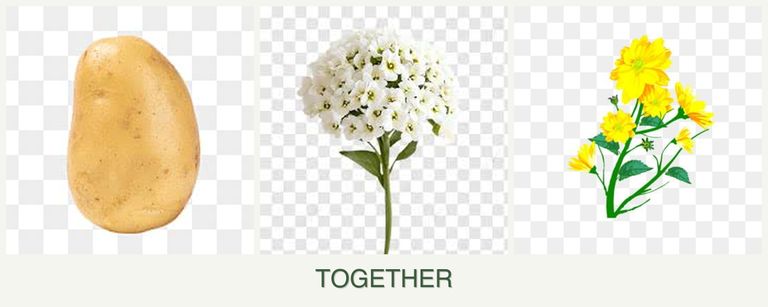 Can you plant potatoes, alyssum and calendula together?