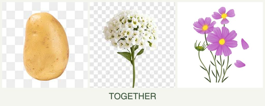 Can you plant potatoes, alyssum and cosmos together?