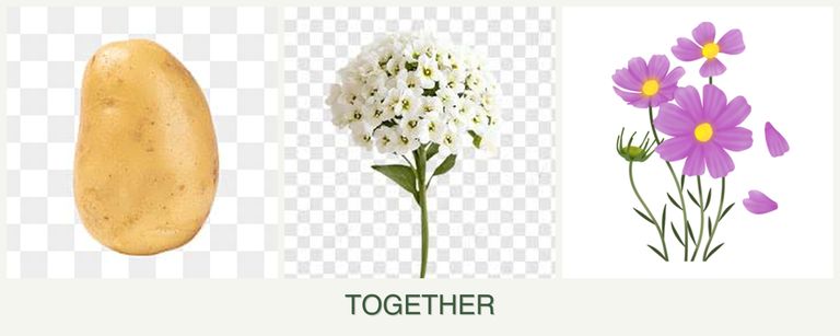 Can you plant potatoes, alyssum and cosmos together?