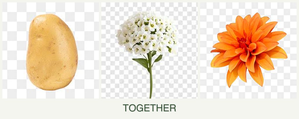 Can you plant potatoes, alyssum and dahlias together?