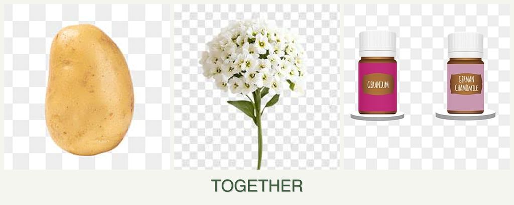 Can you plant potatoes, alyssum and geraniums together?