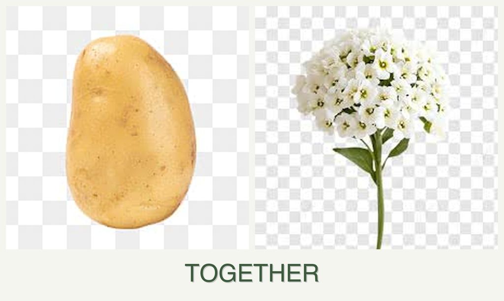 Can you plant potatoes and alyssum together?