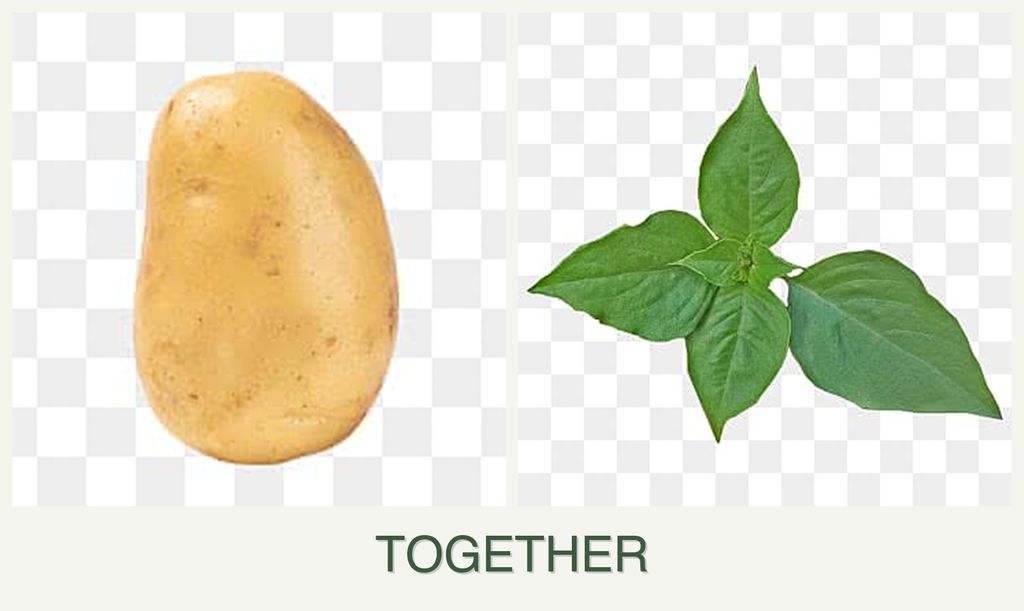 Can you plant potatoes and basil together?