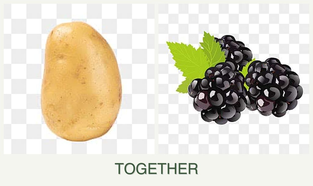 Can you plant potatoes and blackberries together?