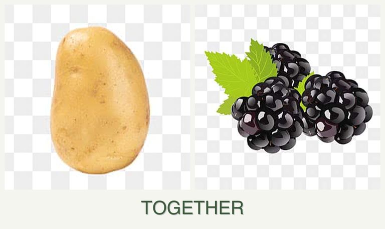 Can you plant potatoes and blackberries together?