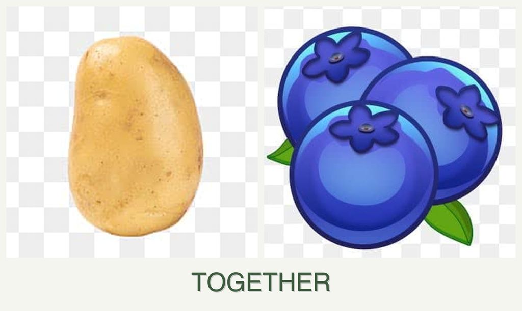 Can you plant potatoes and blueberries together?