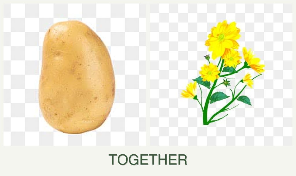 Can you plant potatoes and calendula together?