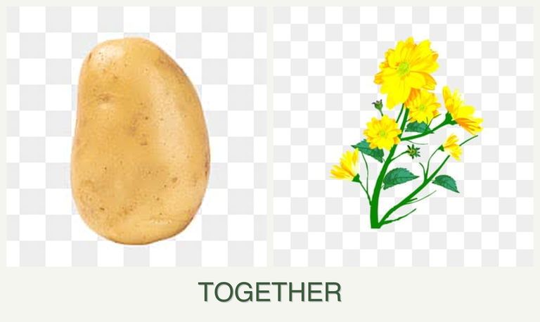 Can you plant potatoes and calendula together?