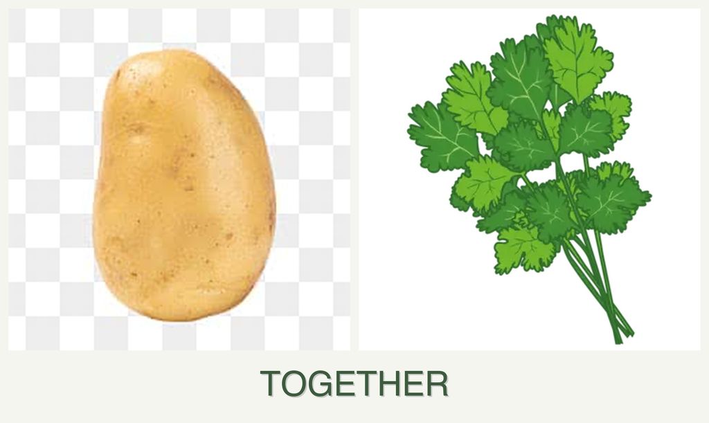 Can you plant potatoes and cilantro together?