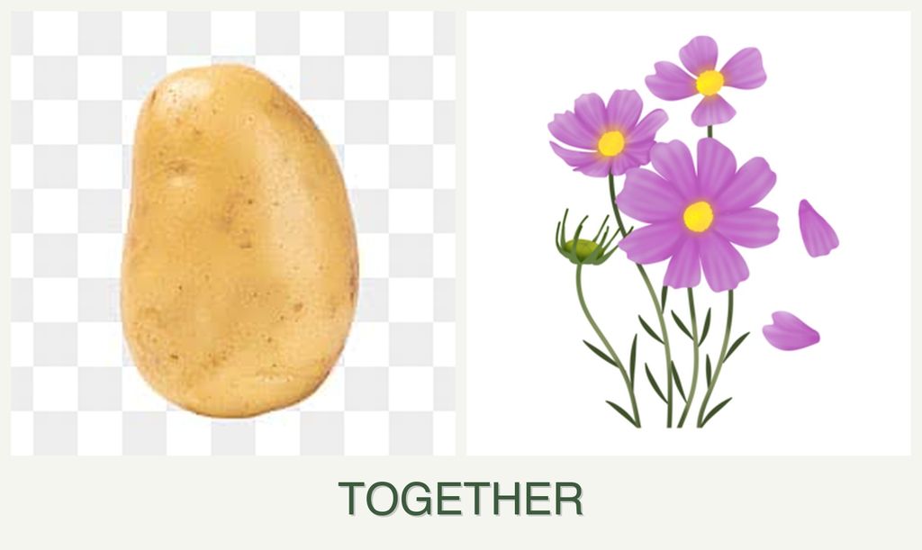 Can you plant potatoes and cosmos together?