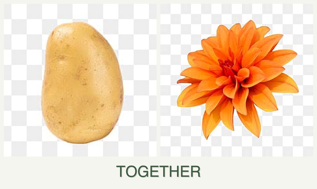Can you plant potatoes and dahlias together?