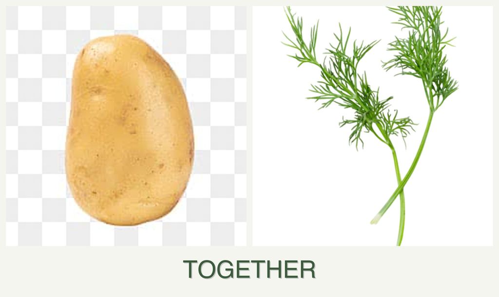 Can you plant potatoes and dill together?