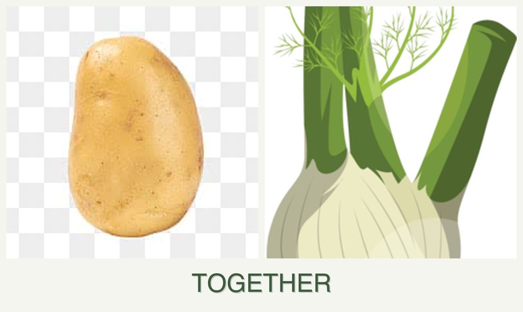Can you plant potatoes and fennel together?