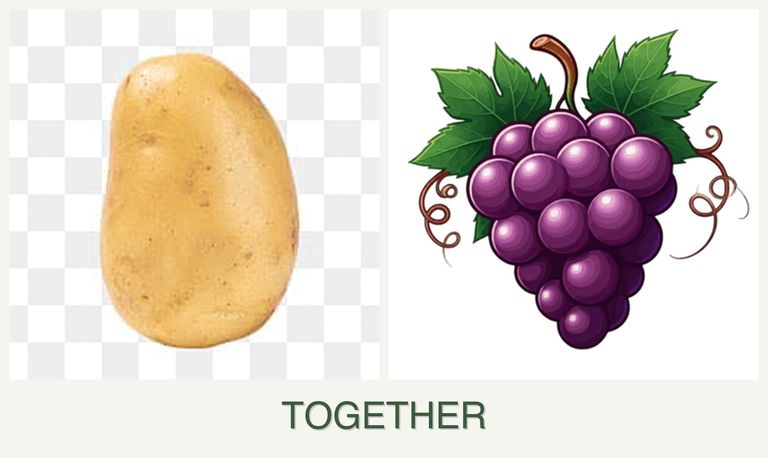 Can you plant potatoes and grapes together?