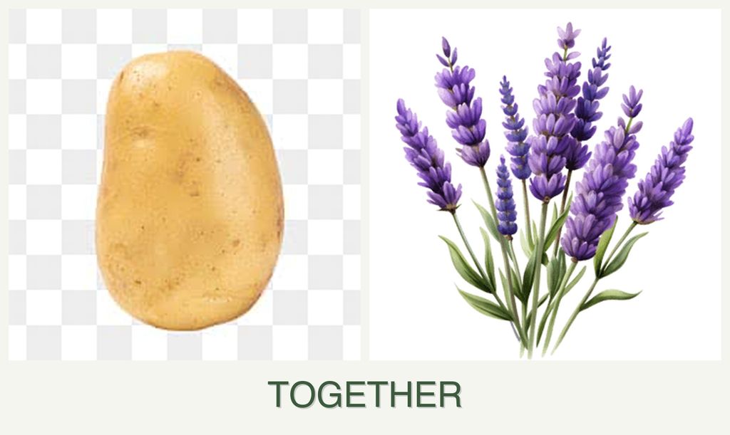 Can you plant potatoes and lavender together?
