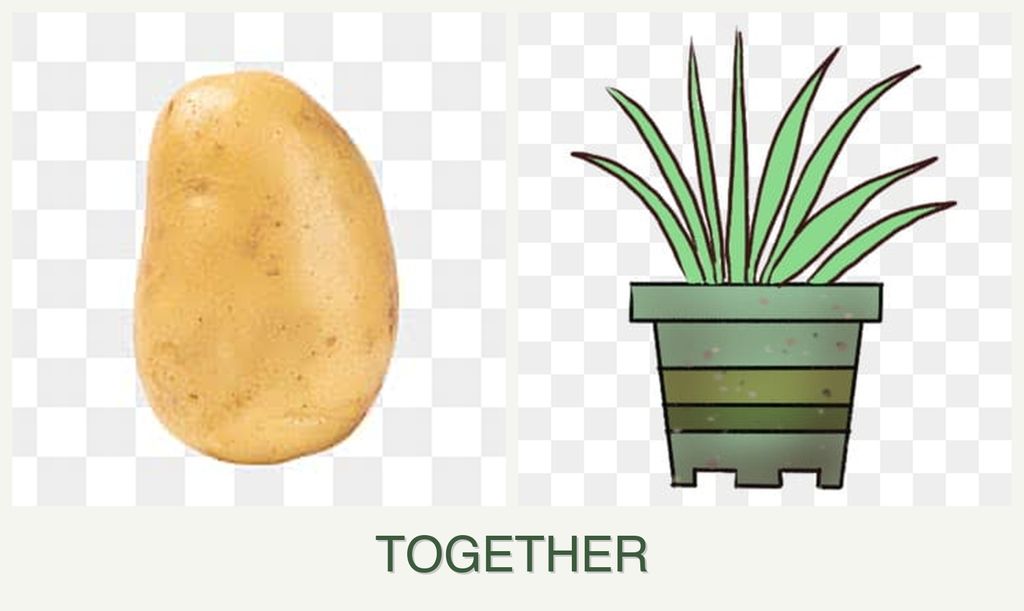 Can you plant potatoes and lemongrass together?