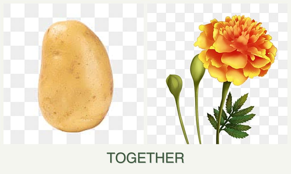 Can you plant potatoes and marigolds together?