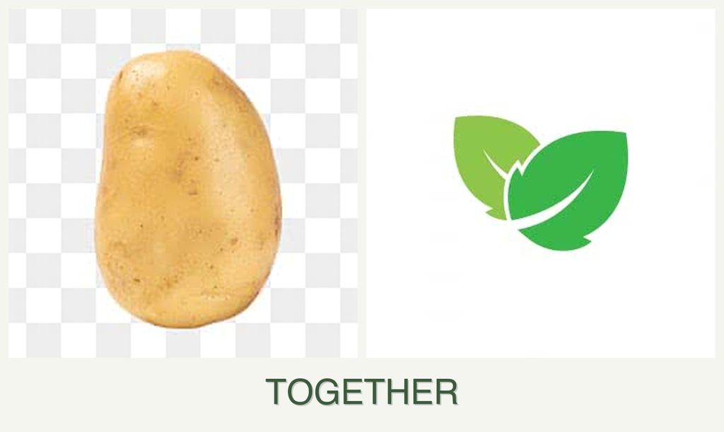 Can you plant potatoes and mint together?