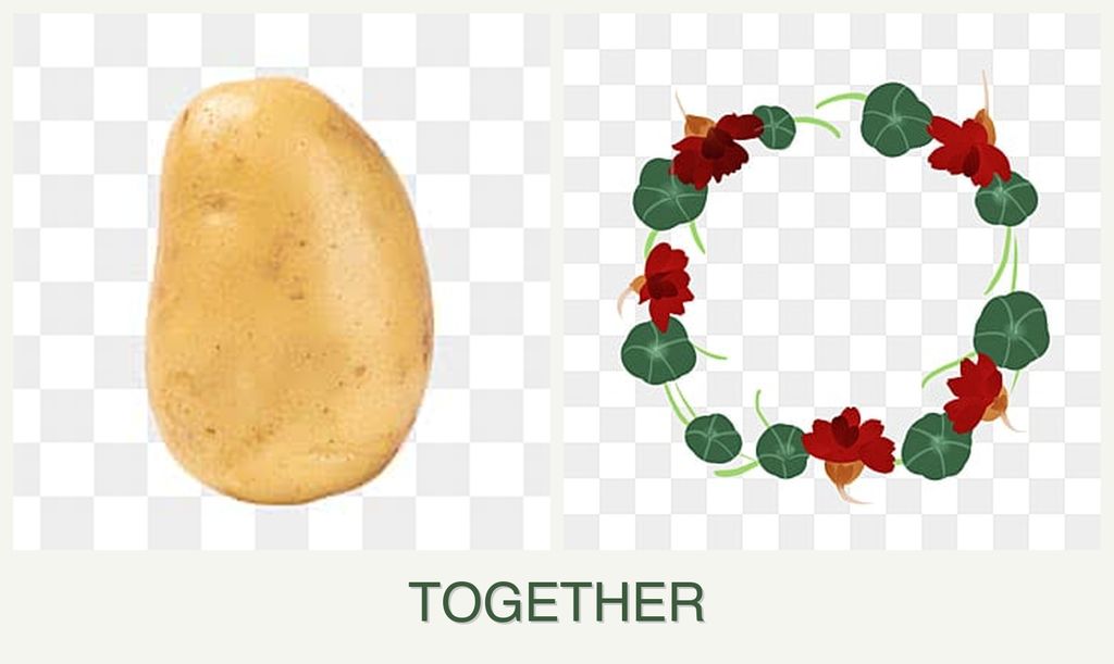 Can you plant potatoes and nasturtiums together?