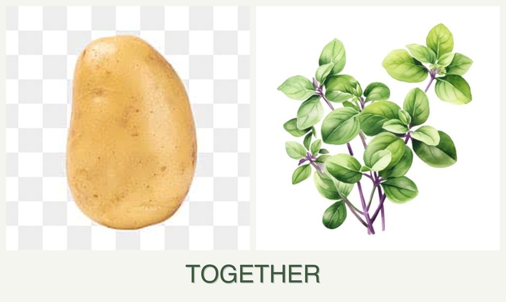 Can you plant potatoes and oregano together?