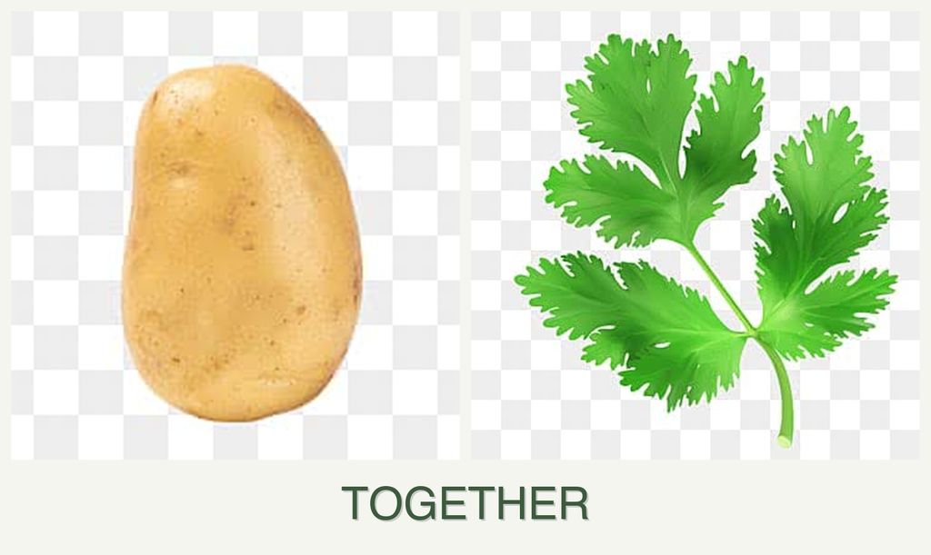 Can you plant potatoes and parsley together?