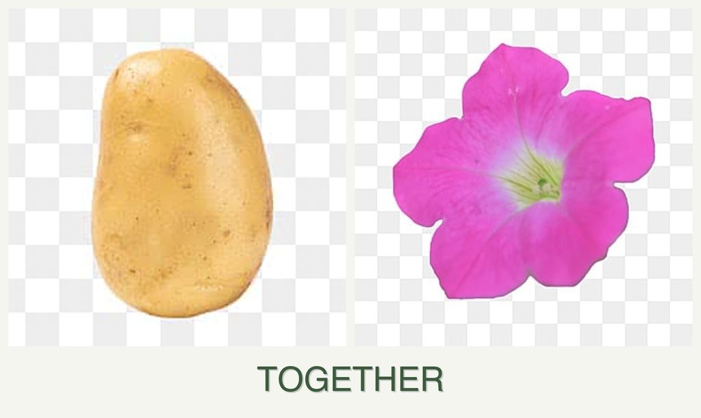Can you plant potatoes and petunias together?