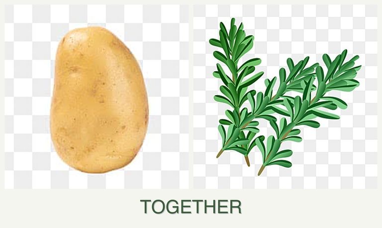 Can you plant potatoes and rosemary together?