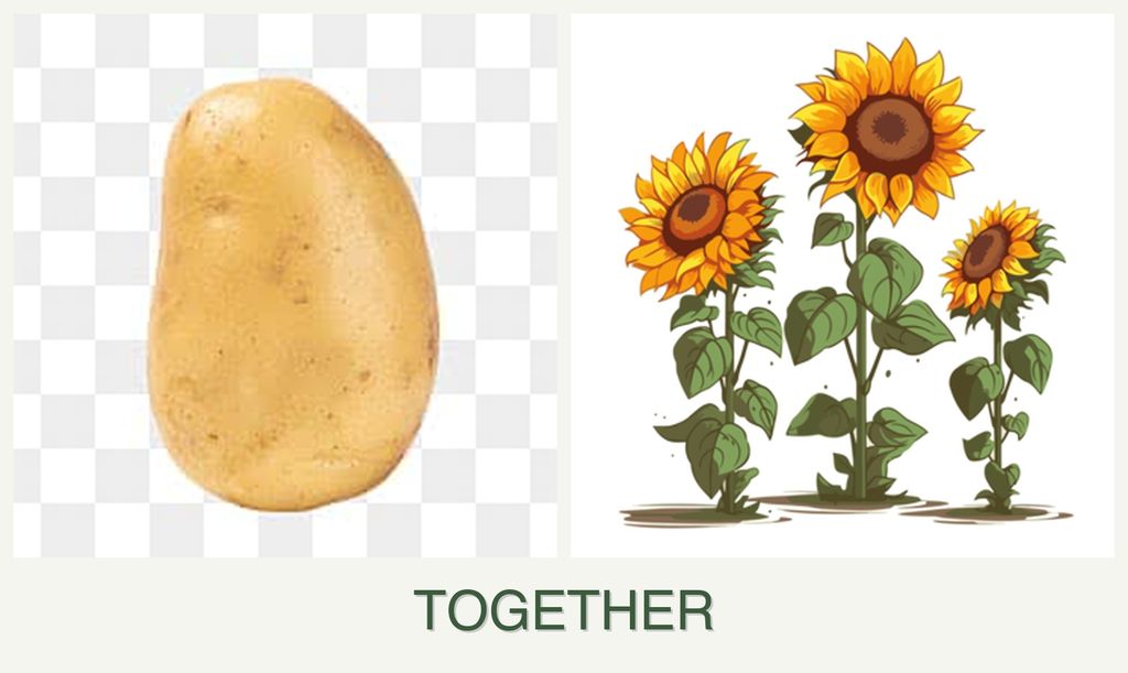 Can you plant potatoes and sunflowers together?